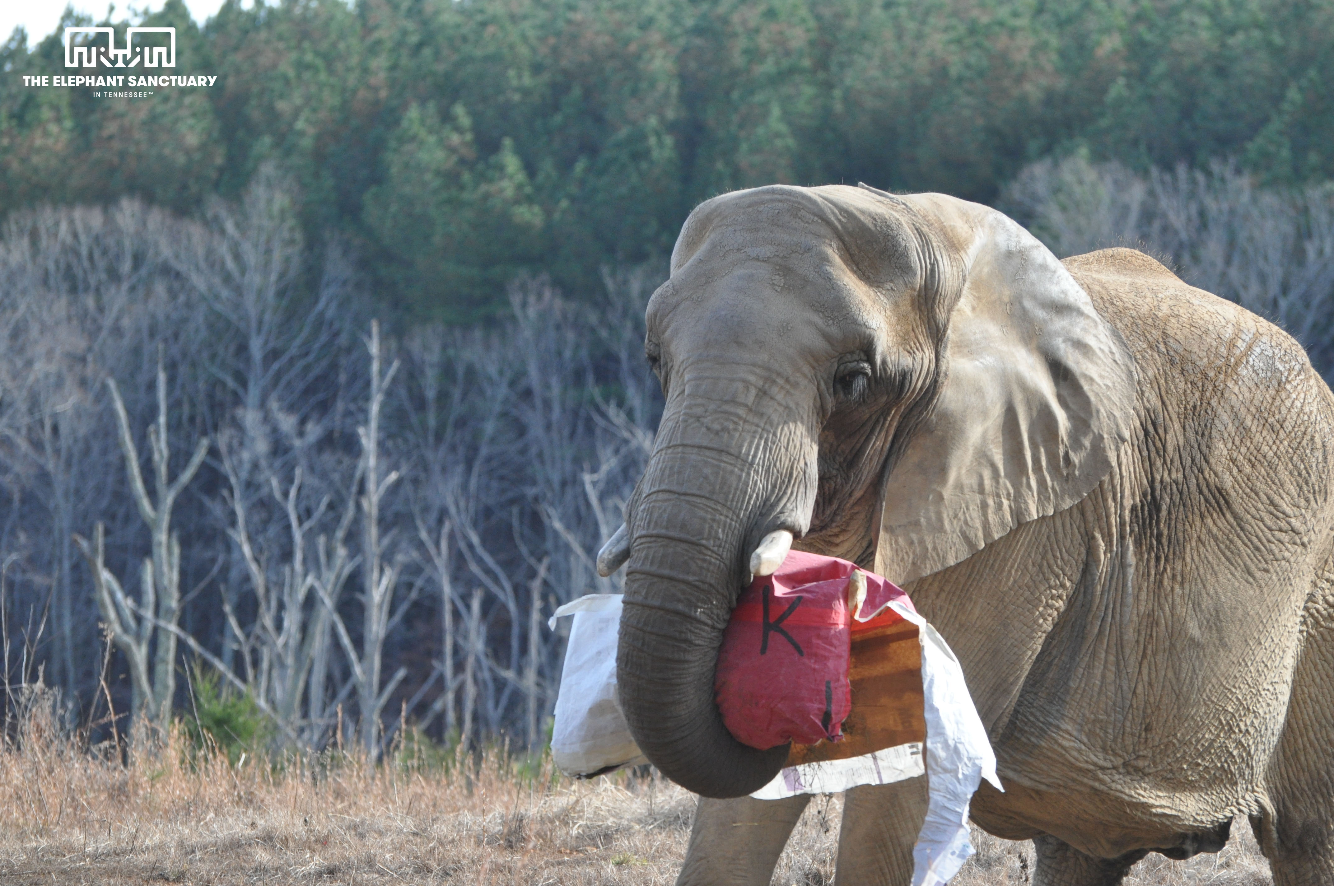 Holiday Enrichment EleNotes The Elephant Sanctuary in Tennessee